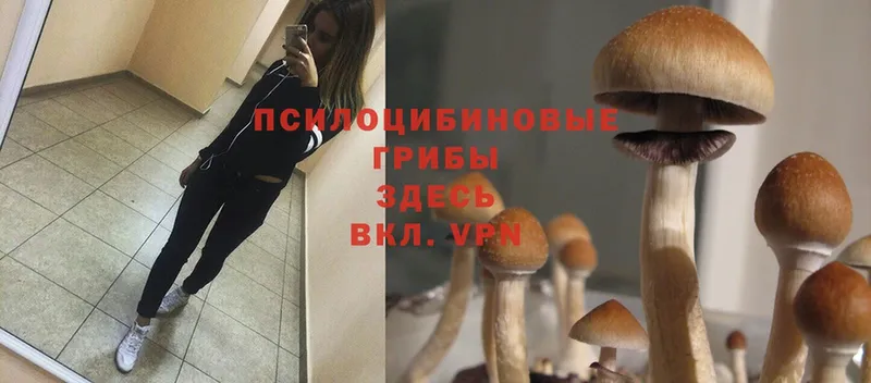 купить наркотики цена  Валуйки  Галлюциногенные грибы MAGIC MUSHROOMS 